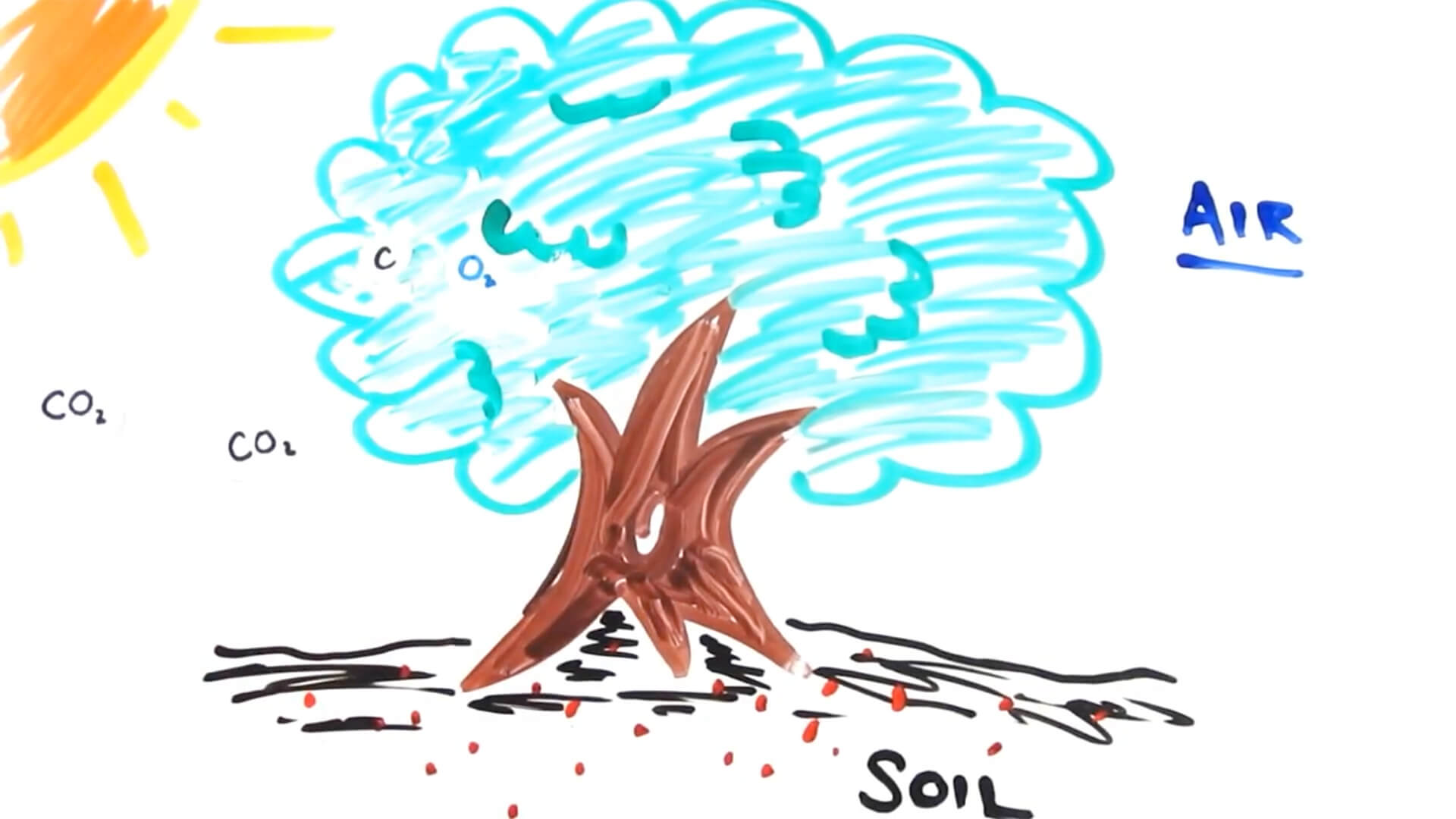 Amazing Facts to Blow Your Mind Pt.1 A drawing illustrating a tree and the sun.